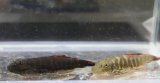 ブラッディマリーヒルストリームローチ　4－5cm　3匹セット