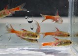 バルブス　ヤエ Mamfe river産 5Pr