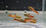 バルブス　ヤエ Mamfe river産 １Pr