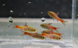 画像1: バルブス　ヤエ Mamfe river産 １Pr