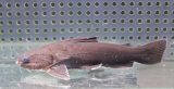 ドカンマウスキャット　12cmほど