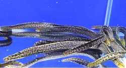 画像1: 【ハイカラー】淡水ヤマウツボ　35－40cmほど