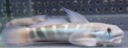 画像1: Sicyopterus sp.sungaibone Sulawesi 10-12cmほど