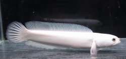 画像1: 本物　プラチナコウタイ　17-18cmほど