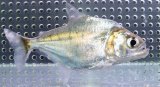 (1)ブラジル便　ヒュメラリス　シングー　12cmほど