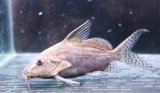 シノドンティス　バテンソーダ　12-13cmほど