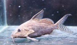 画像1: シノドンティス　バテンソーダ　12-13cmほど