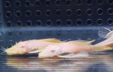 アルビノブッシープレコ　5－6cm　3匹セット