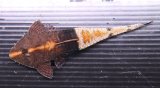 コロンビア便　カメレオンロリカリア レッド　16cmほど