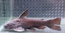 画像1: (1)ドカンマウスキャット　11cmほど