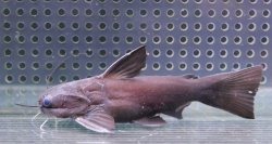 画像1: (2)ドカンマウスキャット　11cmほど