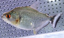 画像1: (2)ブラジル便　シングーバイオレットブラックピラニア　11cmほど