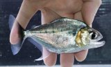 ブラジル便　ヒュメラリス　シングー　13cmほど