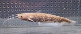 (2)イワトコナマズ　9cmほど
