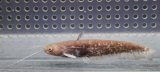 (5)イワトコナマズ　9cmほど
