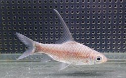画像1: コスモキルス ファルシファ　ボルネオ産　10-12cmほど