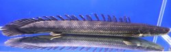 画像1: ワイルドPo.ビキールビキール チャドベイスン（Logone river) 66cm