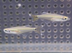 画像1: アフリカン淡水ニシン　3－4cm　3匹