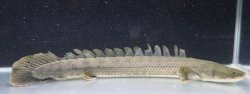 画像1: ワイルドPo.ビキールビキール チャドベイスン（Logone river) 65cm