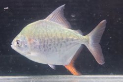 画像1: ブラジル便　カラーニャ　シングー　12cmほど