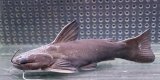 ドカンマウスキャット　14cmほど