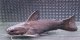 ドカンマウスキャット　14cmほど