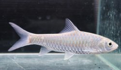 画像1: インド便　チョコレートマハシール　ティースタ川産　14-16cmほど