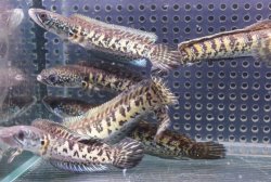 画像1: インド便　バイオレットスネークヘッド　チャンラン産　11-12cmほど