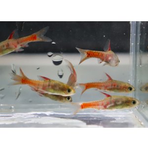 画像: バルブス　ヤエ Mamfe river産 3Pr
