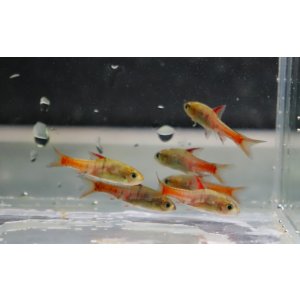 画像: バルブス　ヤエ Mamfe river産 １Pr