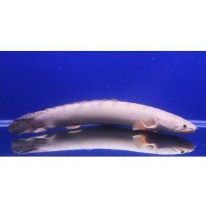 画像: コンゴ便　ワイルドPo.プラチナウィークシー　39cmほど