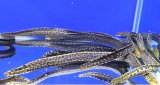 画像: 【ハイカラー】淡水ヤマウツボ　35－40cmほど