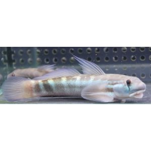 画像: Sicyopterus sp.sungaibone Sulawesi 10-12cmほど