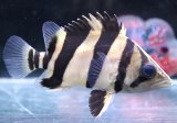 画像: ダトニオ　リアルバンド　10cmほど