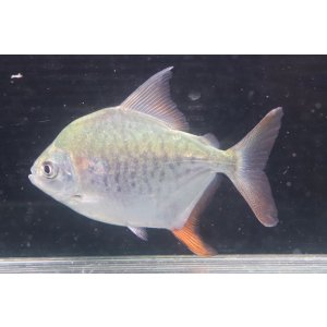 画像: ブラジル便　カラーニャ　シングー　12cmほど