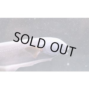 画像: ペルー便 ドラゴンナイフフィッシュ　22-23cmほど