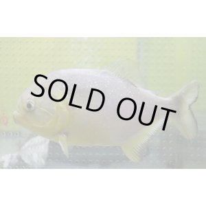 画像: (1)ブラジル便　ジャイアントイエローピラニア パンタナル産 15-16cmほど