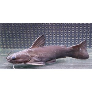 画像: ドカンマウスキャット　14cmほど