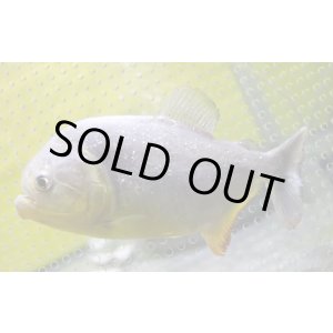 画像: (2)ブラジル便　ジャイアントイエローピラニア パンタナル産 15-16cmほど