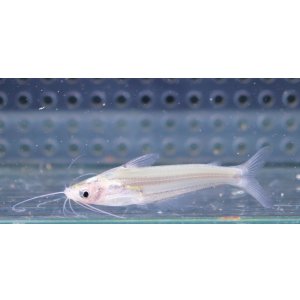 画像: インド便　プセウドエウトロピウス　ミッチェリー　5-6cm