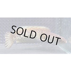 画像: インド便　バイオレットスネークヘッド　チャンラン産　16cmほど