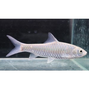 画像: インド便　チョコレートマハシール　ティースタ川産　14-16cmほど