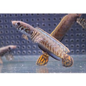 画像: 【3匹セット】インド便　レインボースネークヘッド　チャンラン産　8-10cmほど