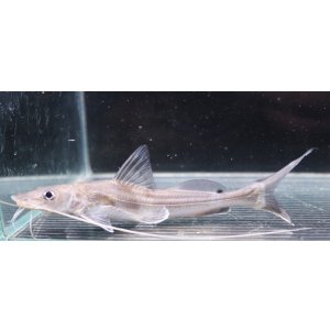 画像: インド便　インディアンシャベルノーズキャット 14-15cmほど