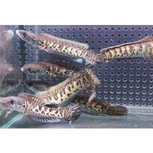 画像: インド便　バイオレットスネークヘッド　チャンラン産　11-12cmほど