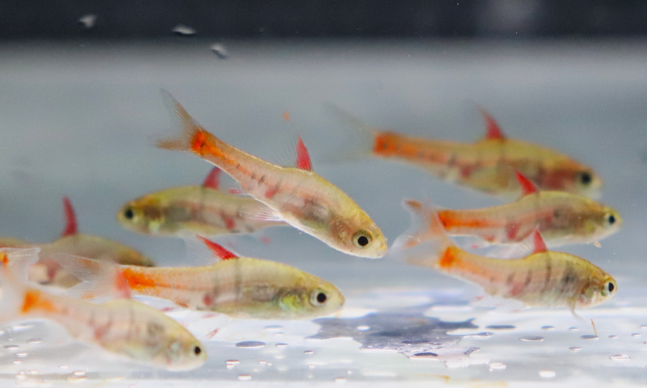 画像: バルブス　ヤエ Mamfe river産 5Pr