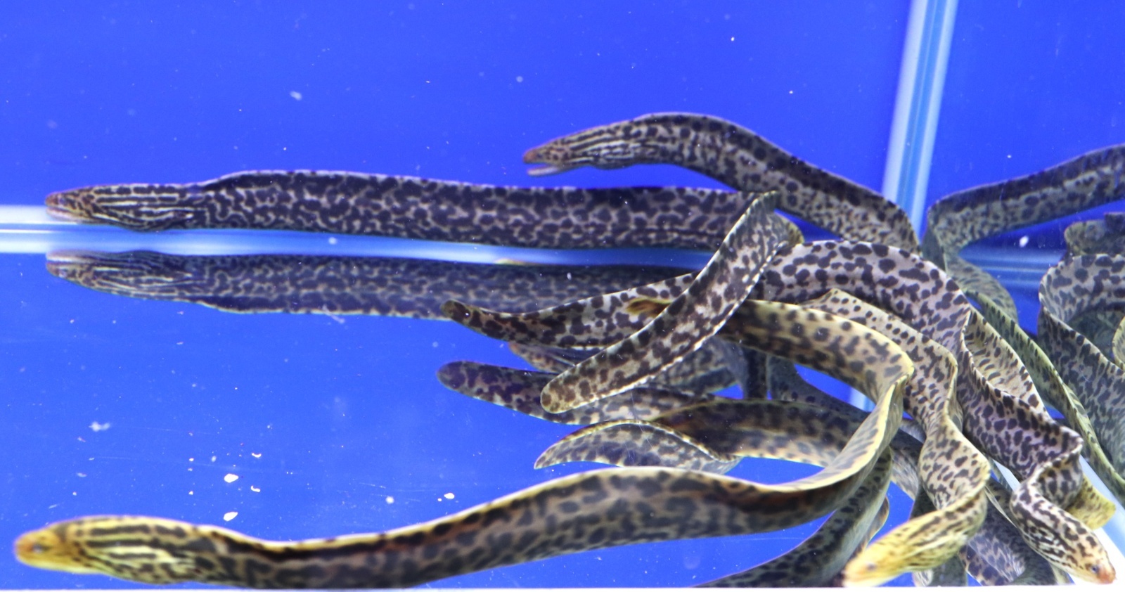 画像: 【ハイカラー】淡水ヤマウツボ　35－40cmほど