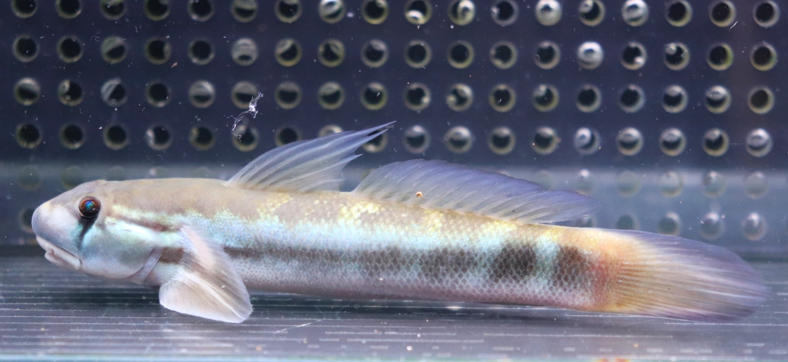 画像: Sicyopterus sp.sungaibone Sulawesi 10-12cmほど
