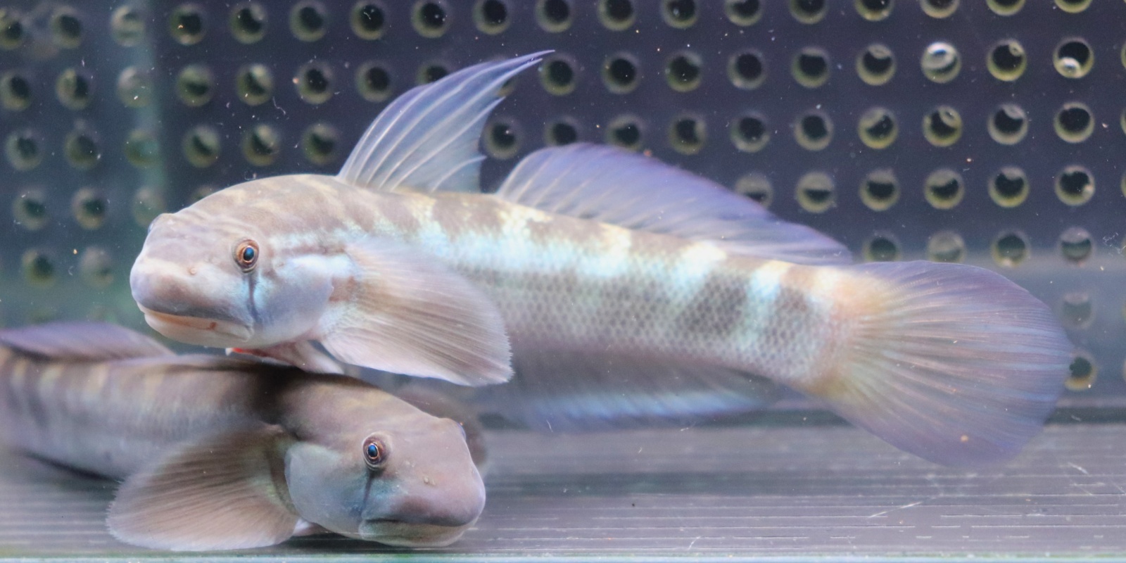 画像: Sicyopterus sp.sungaibone Sulawesi 10-12cmほど
