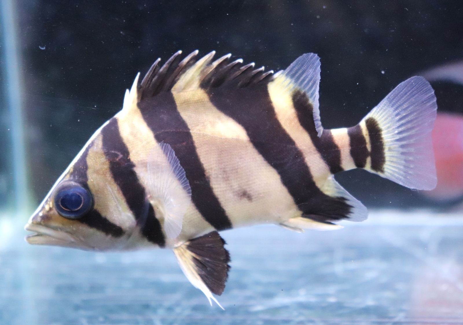 画像: ダトニオ　リアルバンド　10cmほど